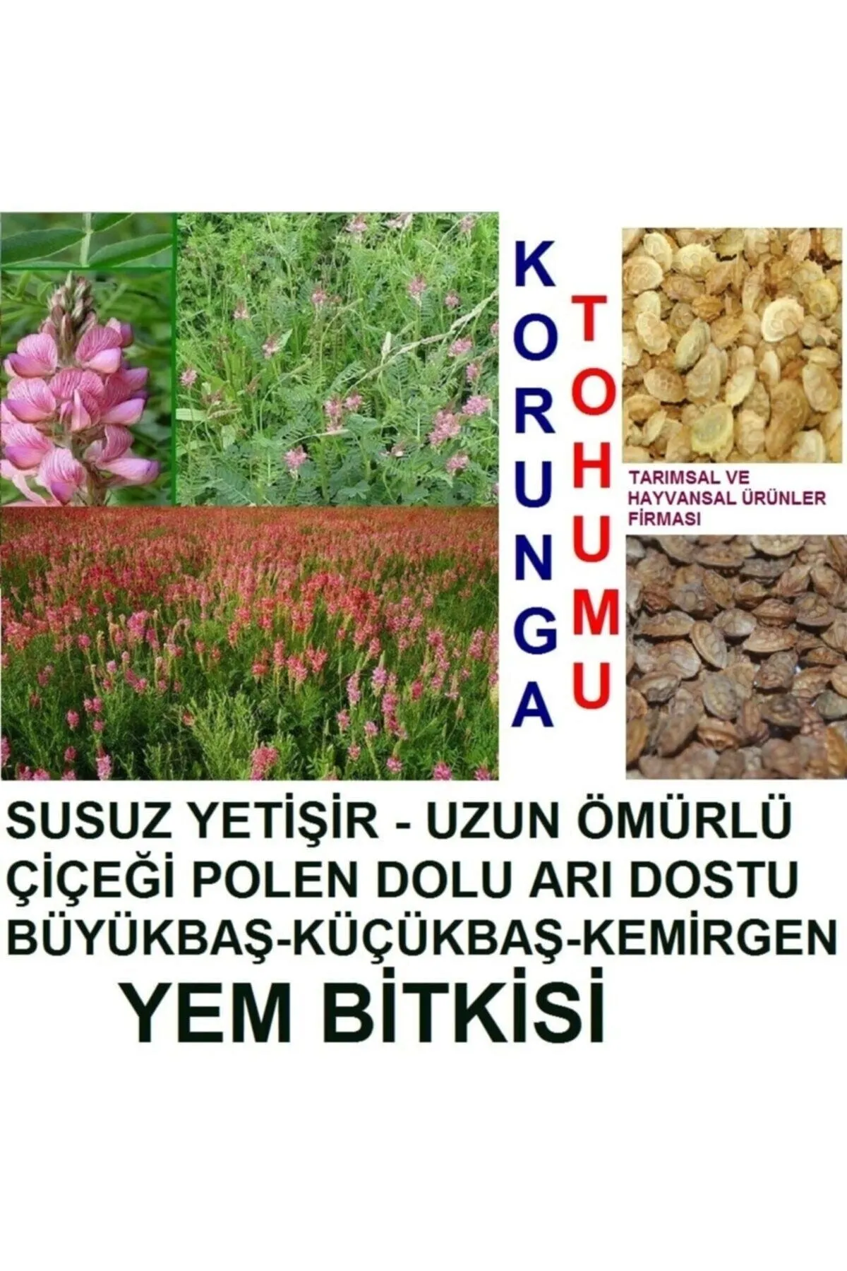 Tarımsal ve Hayvansal Ürünler 20.000 Adet Büyükbaş Hayvan Yemi Korunga Tohumu