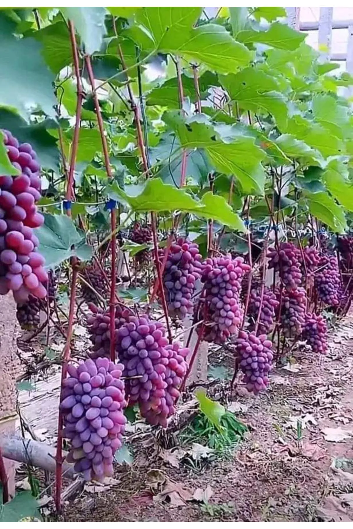 Tarımsal ve Hayvansal Ürünler Üzüm Fidanı Tohumu 5000 Adet