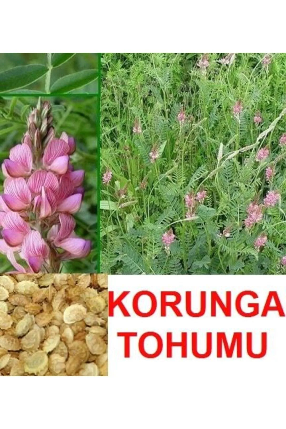 Tarımsal ve Hayvansal Ürünler Korunga Tohumu (2000 Adet) görsel 2
