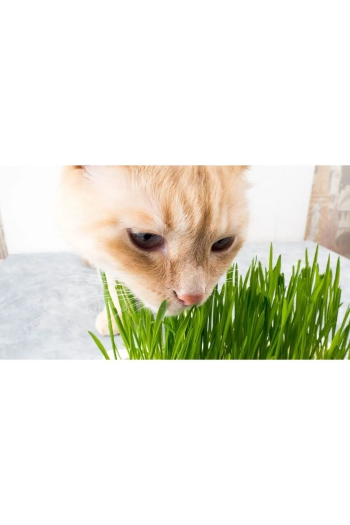 Tarımsal ve Hayvansal Ürünler	10.000 Adet Kedi Çimi Tohumu Ve 8 Litre Kedi Çimi Ekim Torfu görsel 2