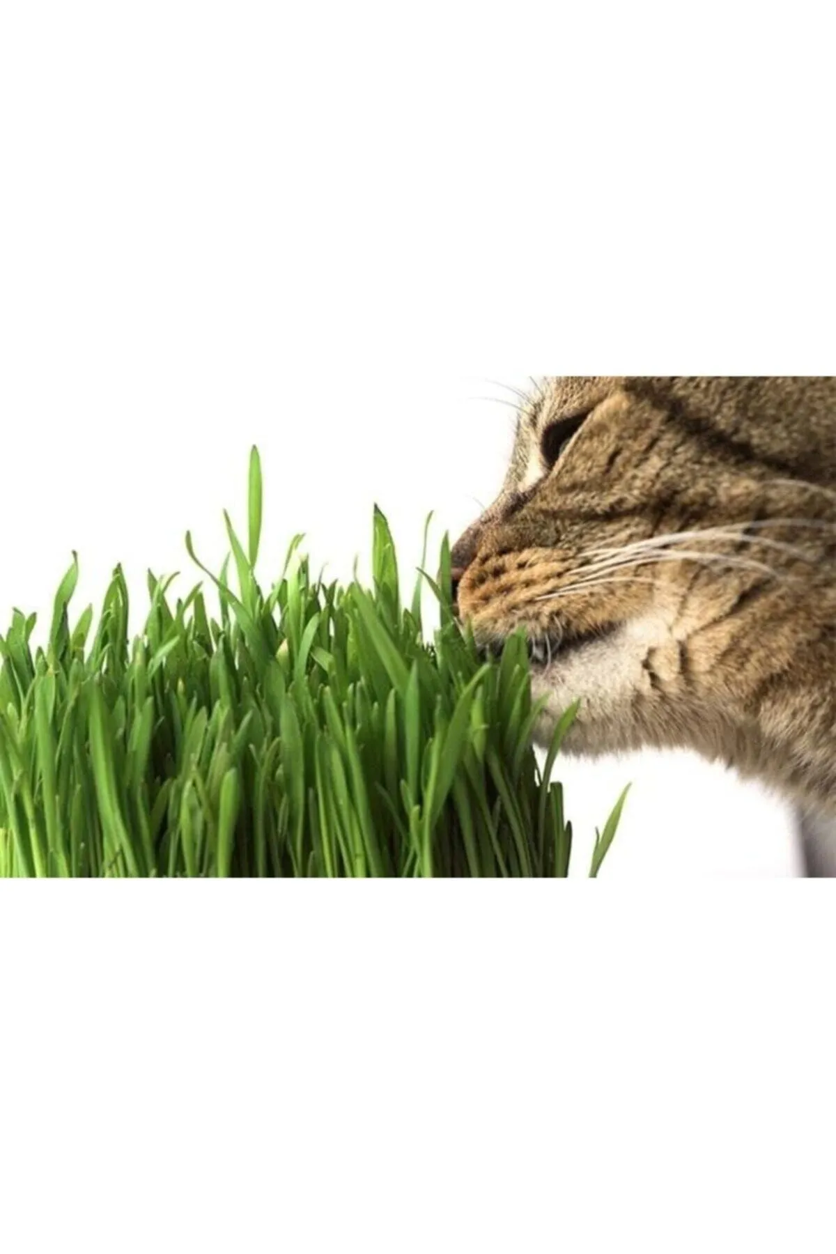 Tarımsal ve Hayvansal Ürünler Kedi Çimi Tohumu (ORTALAMA 10.000 ADET) görsel 2