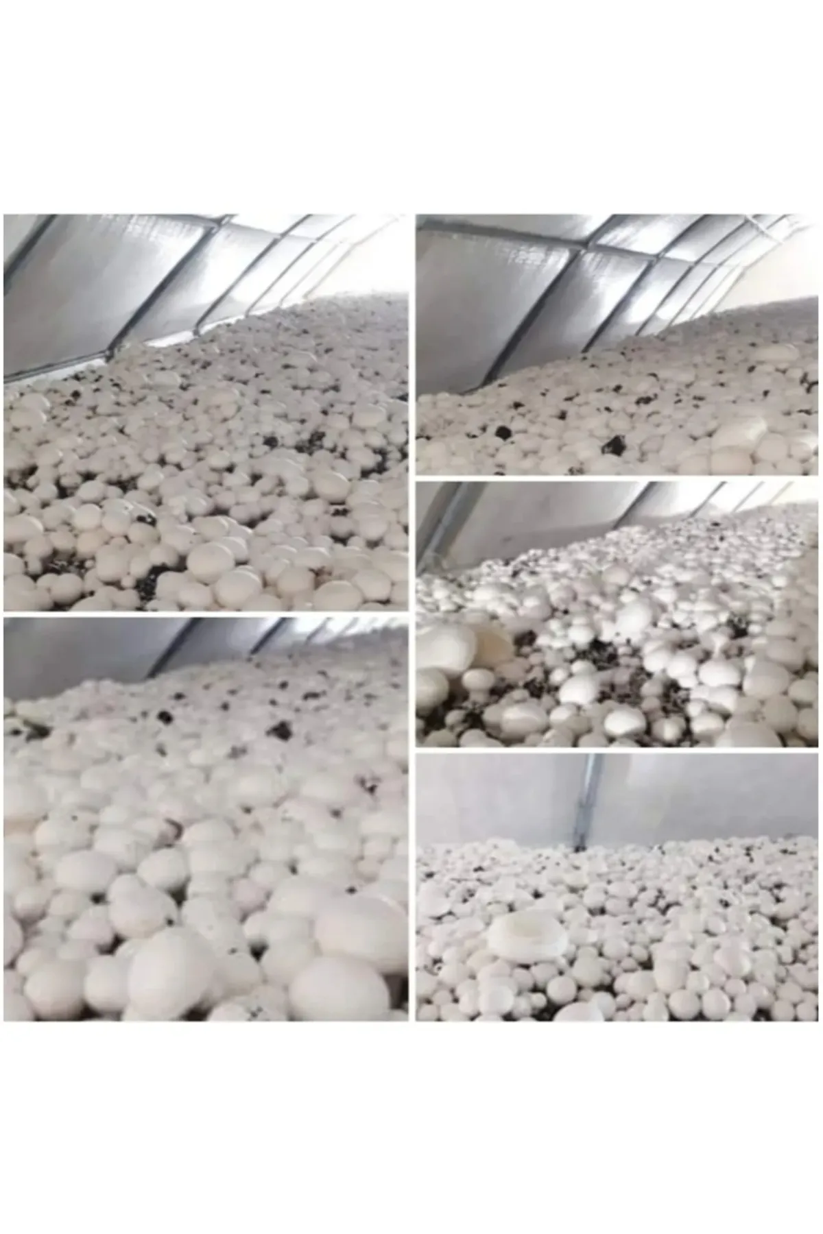 Tarımsal ve Hayvansal Ürünler 51 Kg Beyaz Şapkalı Kültür Mantarı Tohumu görsel 4