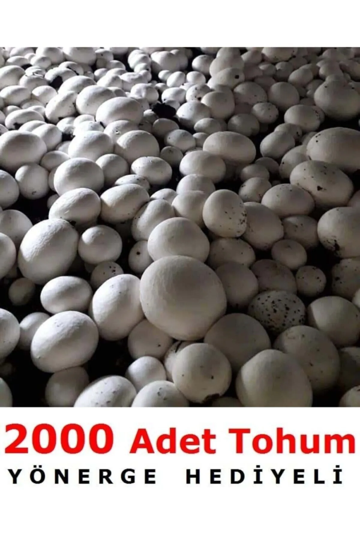 Tarımsal ve Hayvansal Ürünler 2000 Adet Beyaz Şapkalı Kültür Mantarı Tohumu
