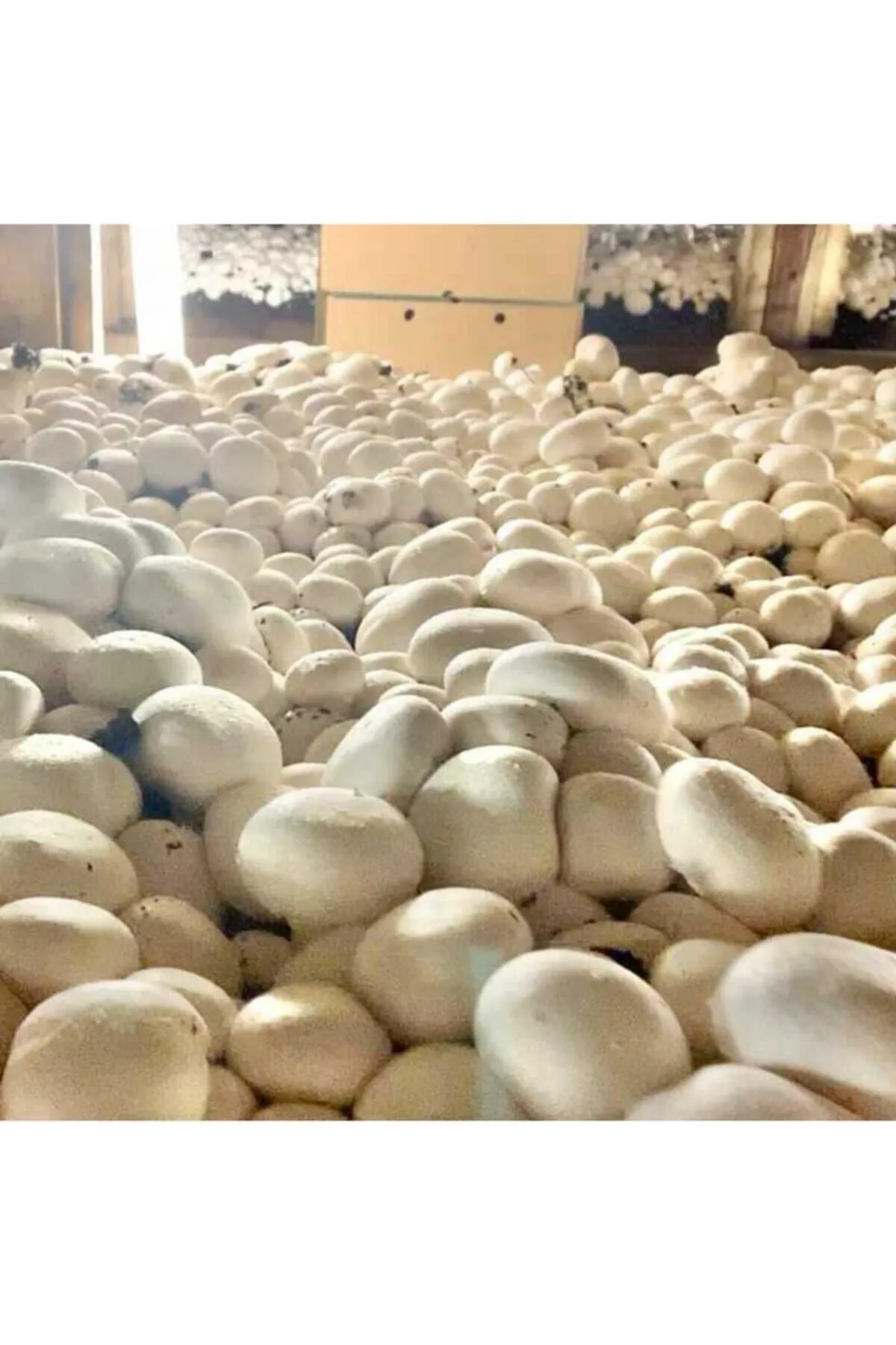 Tarımsal ve Hayvansal Ürünler 2000 Adet Beyaz Şapkalı Kültür Mantarı Tohumu görsel 4