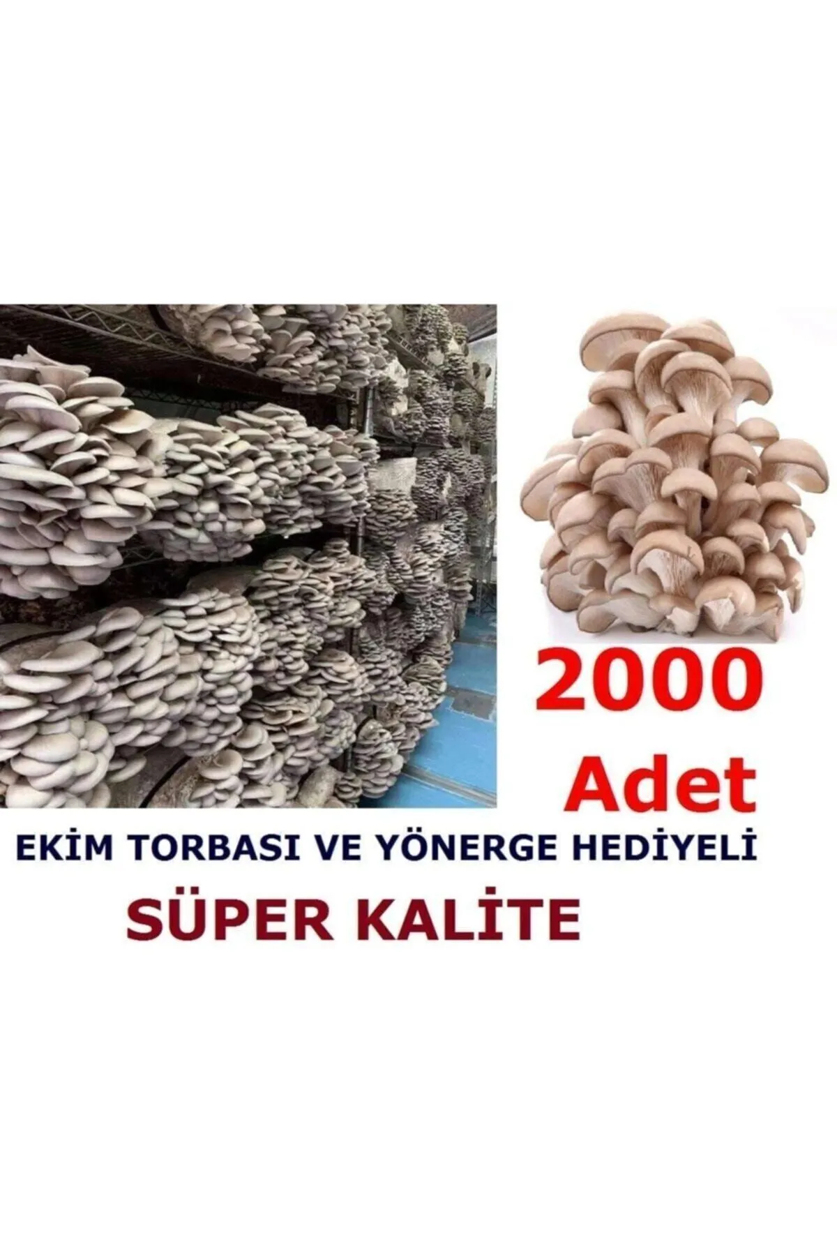 Tarımsal ve Hayvansal Ürünler	2000 Adet Istiridye Kavak Kayın Mantarı Tohumu