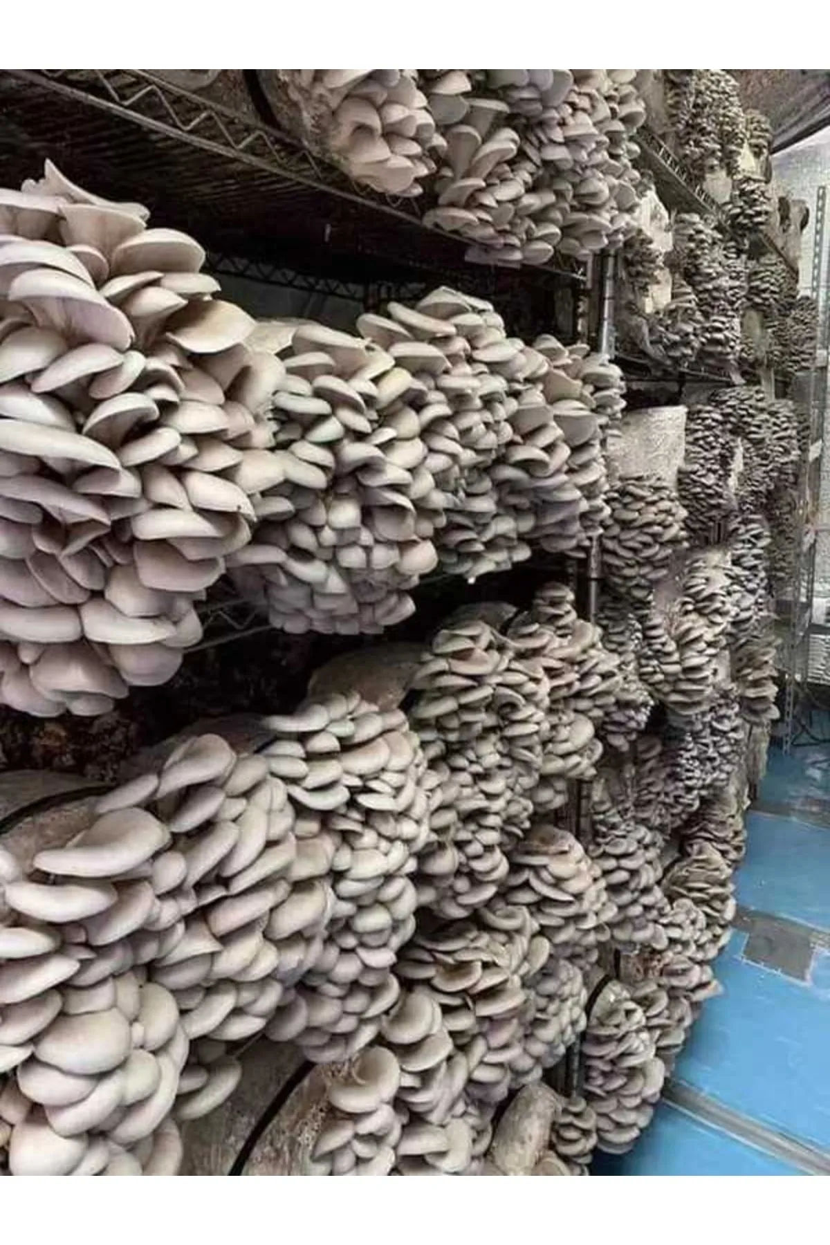 Tarımsal ve Hayvansal Ürünler	20.000 Adet Istiridye Kavak Kayın Yaprak Mantarı Tohumu, Yeteri Kadar Ekim Poşeti, Eğitim Kılavuzu
