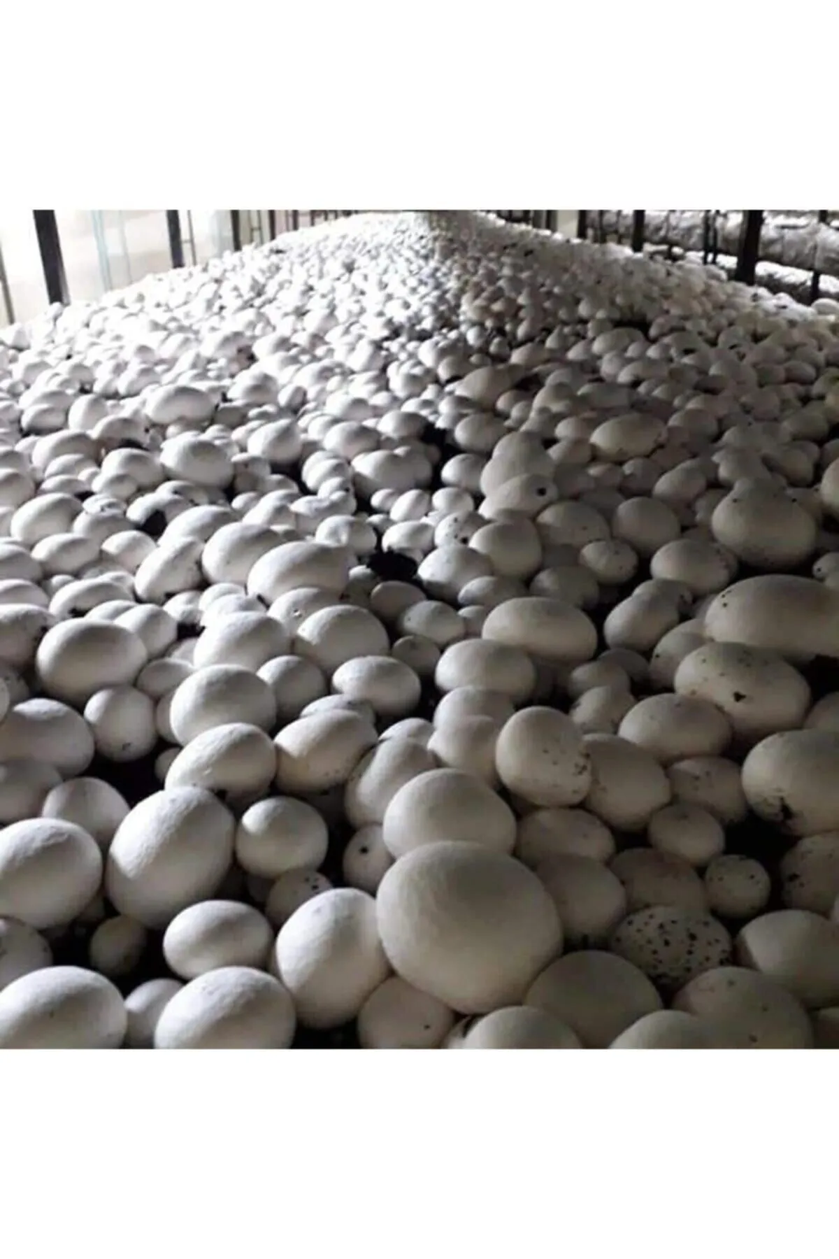 Tarımsal ve Hayvansal Ürünler 10.000 Adet Beyaz Şapkalı Kültür Mantarı Tohumu görsel 2