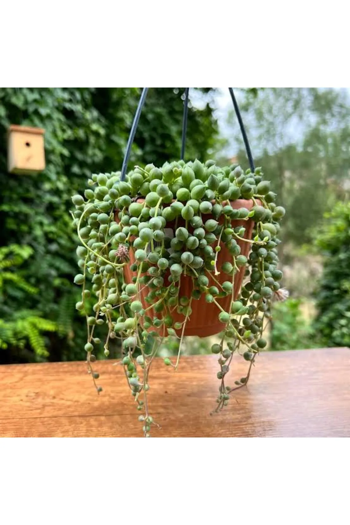 Tarımsal ve Hayvansal Ürünler 13 Litre Tesbih Çiçeği Ekim ve Bakım Torfu görsel 6