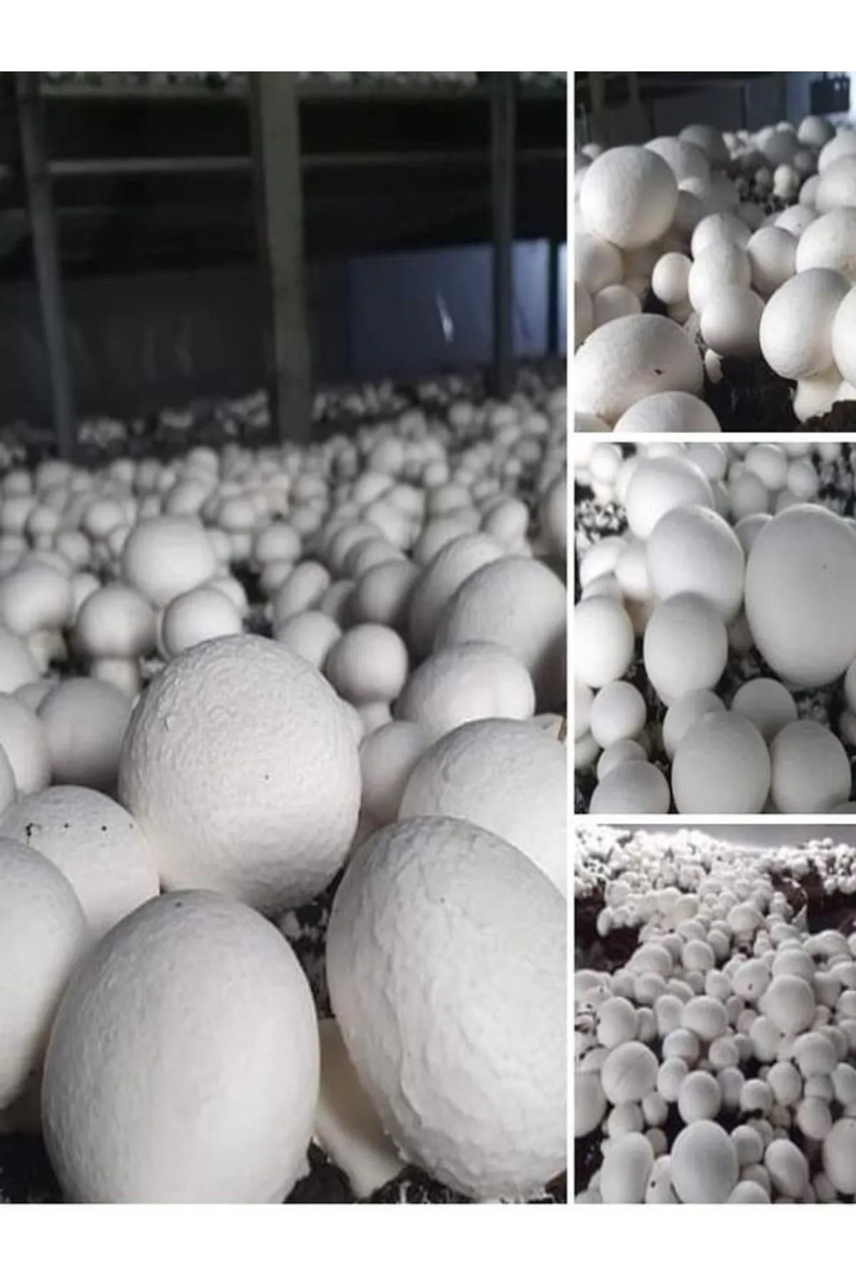 Tarımsal ve Hayvansal Ürünler 1 Gr Kültür Mantarı Tohumu Miseli görsel 3