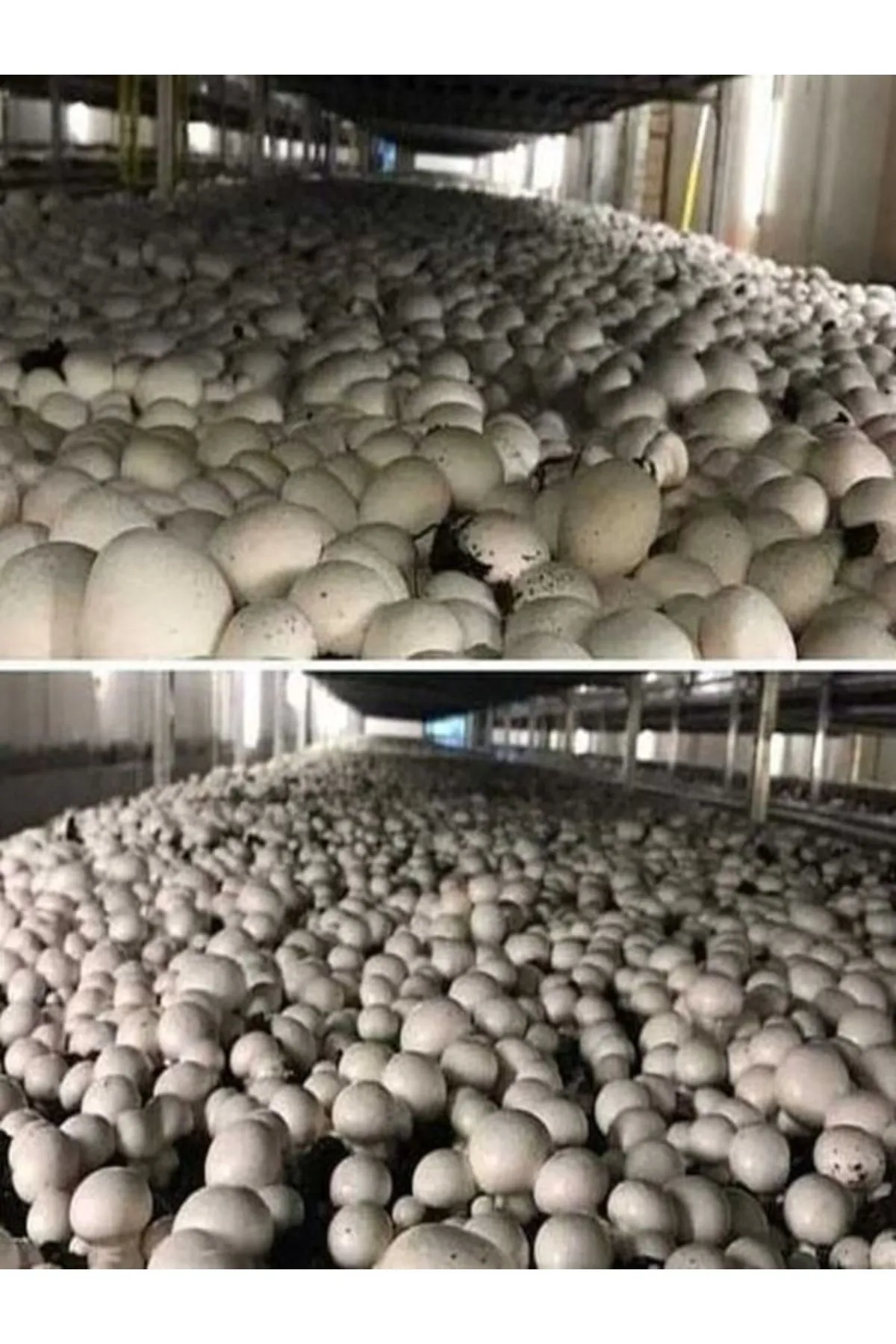 Tarımsal ve Hayvansal Ürünler 1 Gr Kültür Mantarı Tohumu Miseli görsel 4