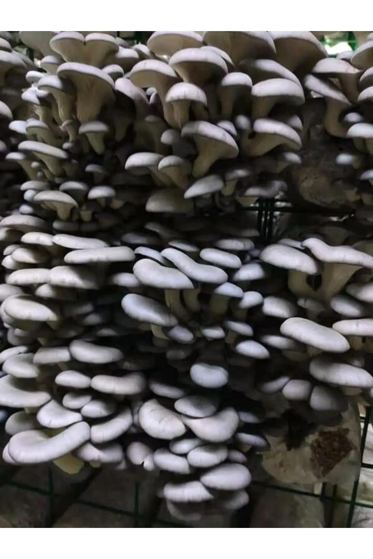 Tarımsal ve Hayvansal Ürünler 1 Gr Istiridye Kayın Mantarı Miseli Tohumu
