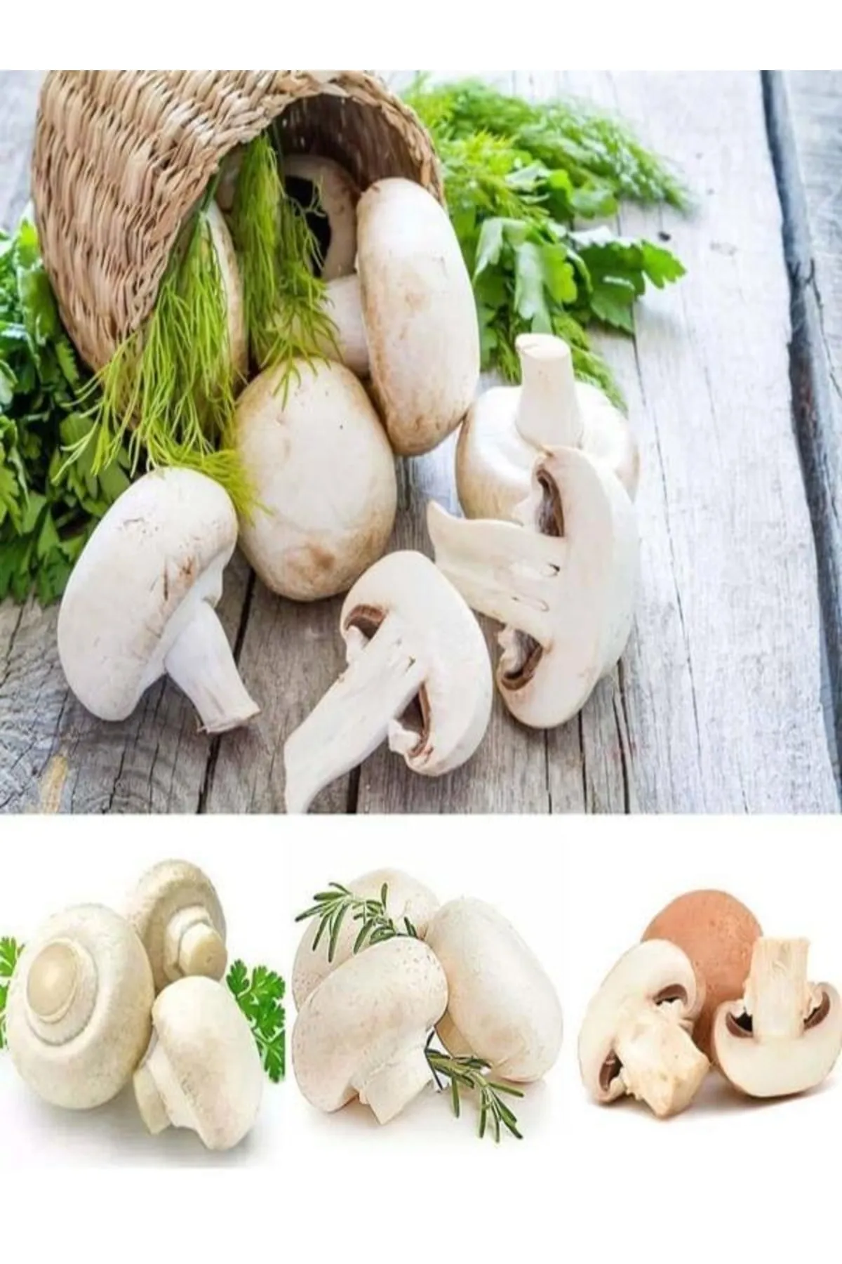 Tarımsal ve Hayvansal Ürünler 1 Gr Beyaz Şapkalı Kültür Mantarı Tohumu görsel 3