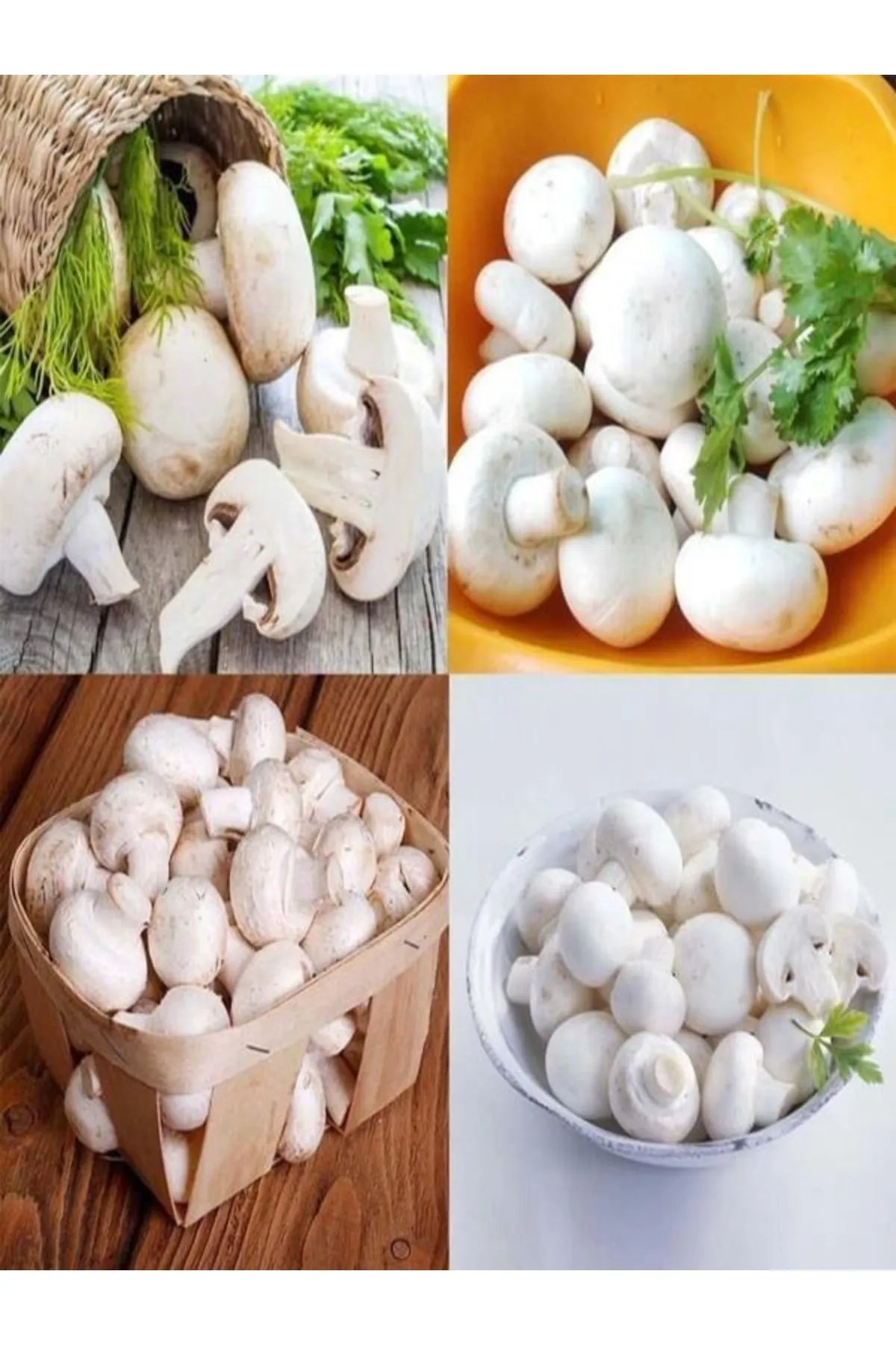 Tarımsal ve Hayvansal Ürünler 1 Gr Beyaz Şapkalı Kültür Mantarı Tohumu görsel 4