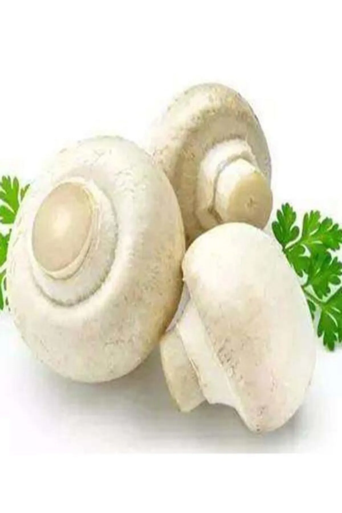 Tarımsal ve Hayvansal Ürünler 1 Gr Beyaz Şapkalı Kültür Mantarı Tohumu
