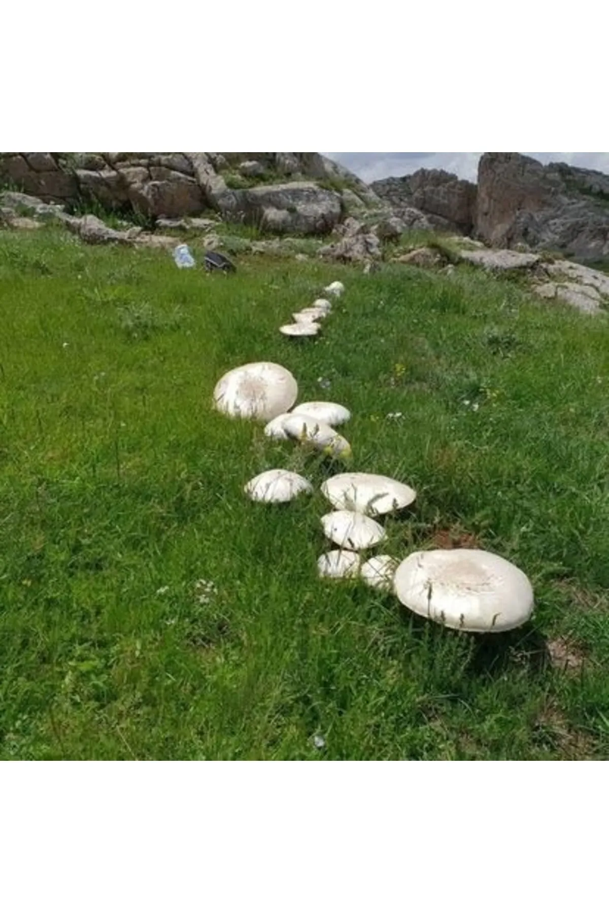 Tarımsal ve Hayvansal Ürünler Doğa Mantarı Kültür Mantarı Tohumu 2000 Adet görsel 3