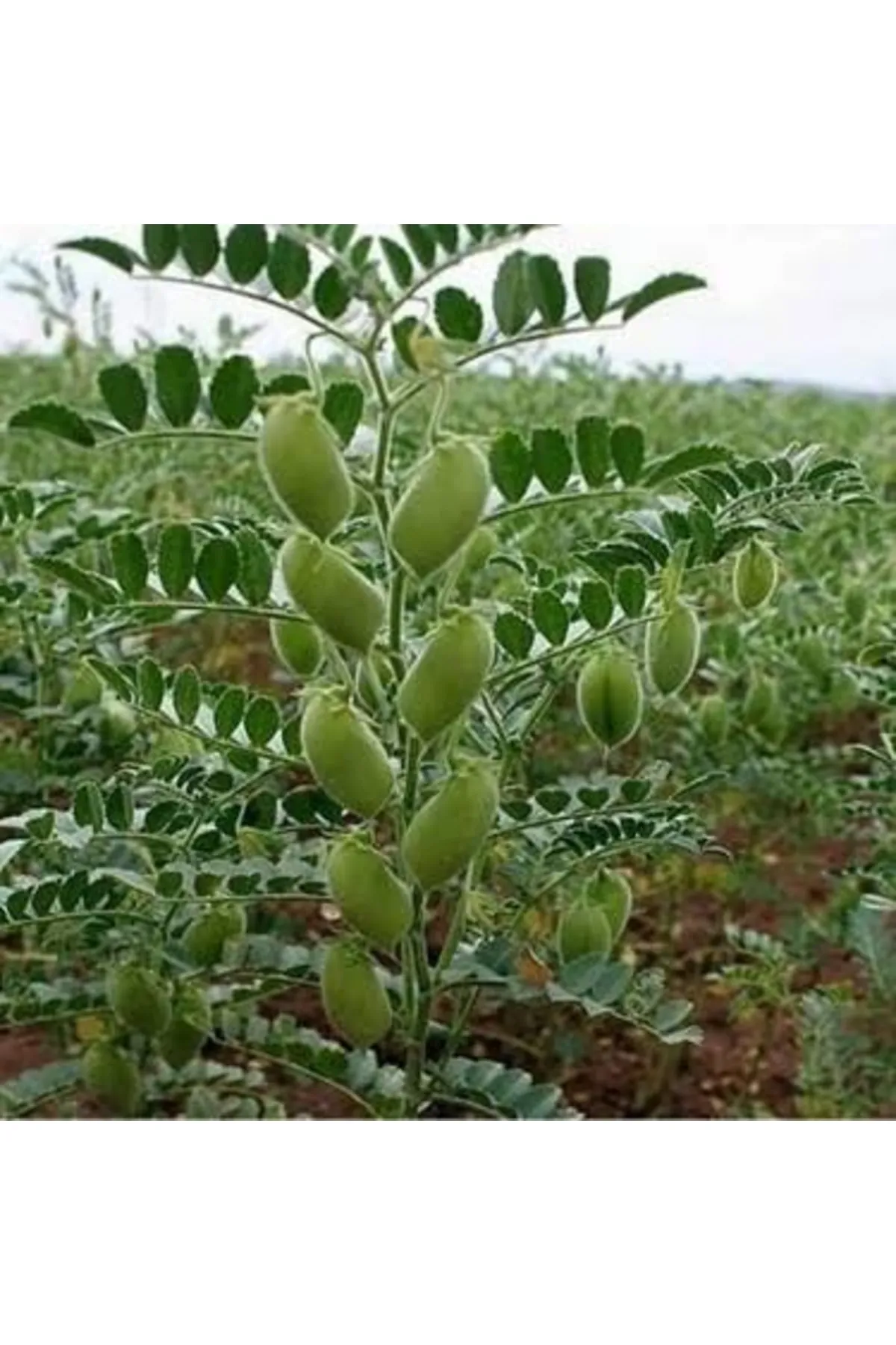Tarımsal ve Hayvansal Ürünler 300 Adet Yeşil Yemelik Nohut Tohumu