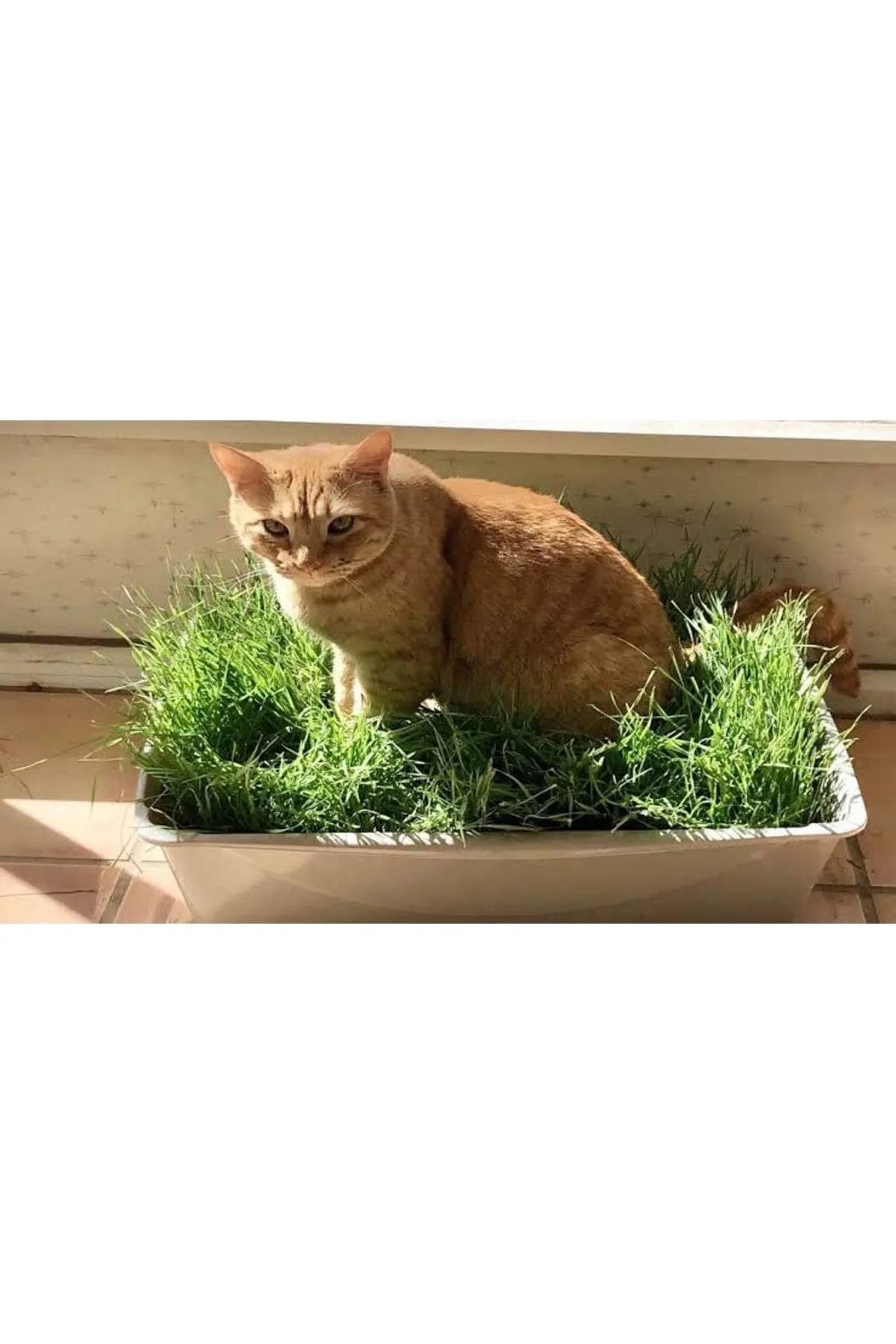 Tarımsal ve Hayvansal Ürünler Kedilerin Sevdiği Kedi Çimi Tohumu, 7 Yıl Kök Ömürlü Kedi Çimi görsel 2