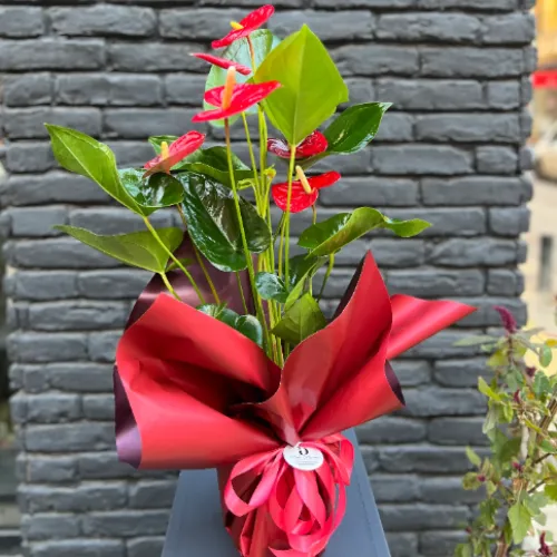 Derin Flowers XL boy Antoryum