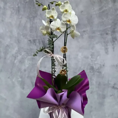 Derin Flowers Bol Çiçekli Jumbo Orkide