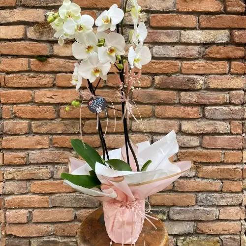 Derin Flowers 2 Dallı Beyaz Orkide